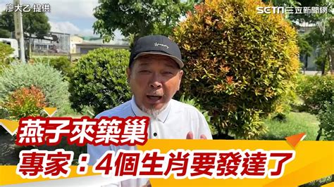 燕子築巢風水|燕子築巢＝風水寶地 民俗專家：這「4個生肖」準備在。